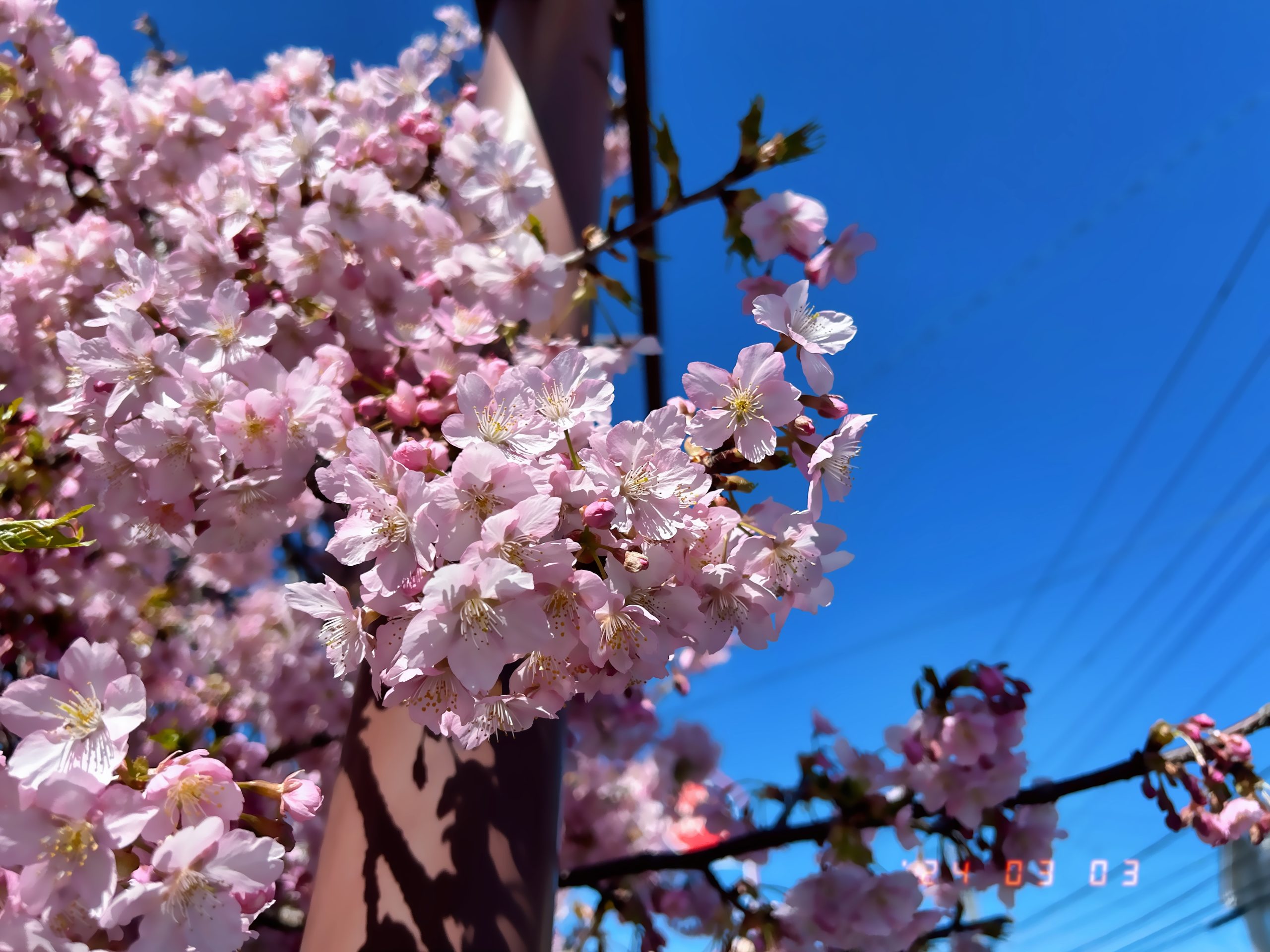 八重桜と思われる桜の写真