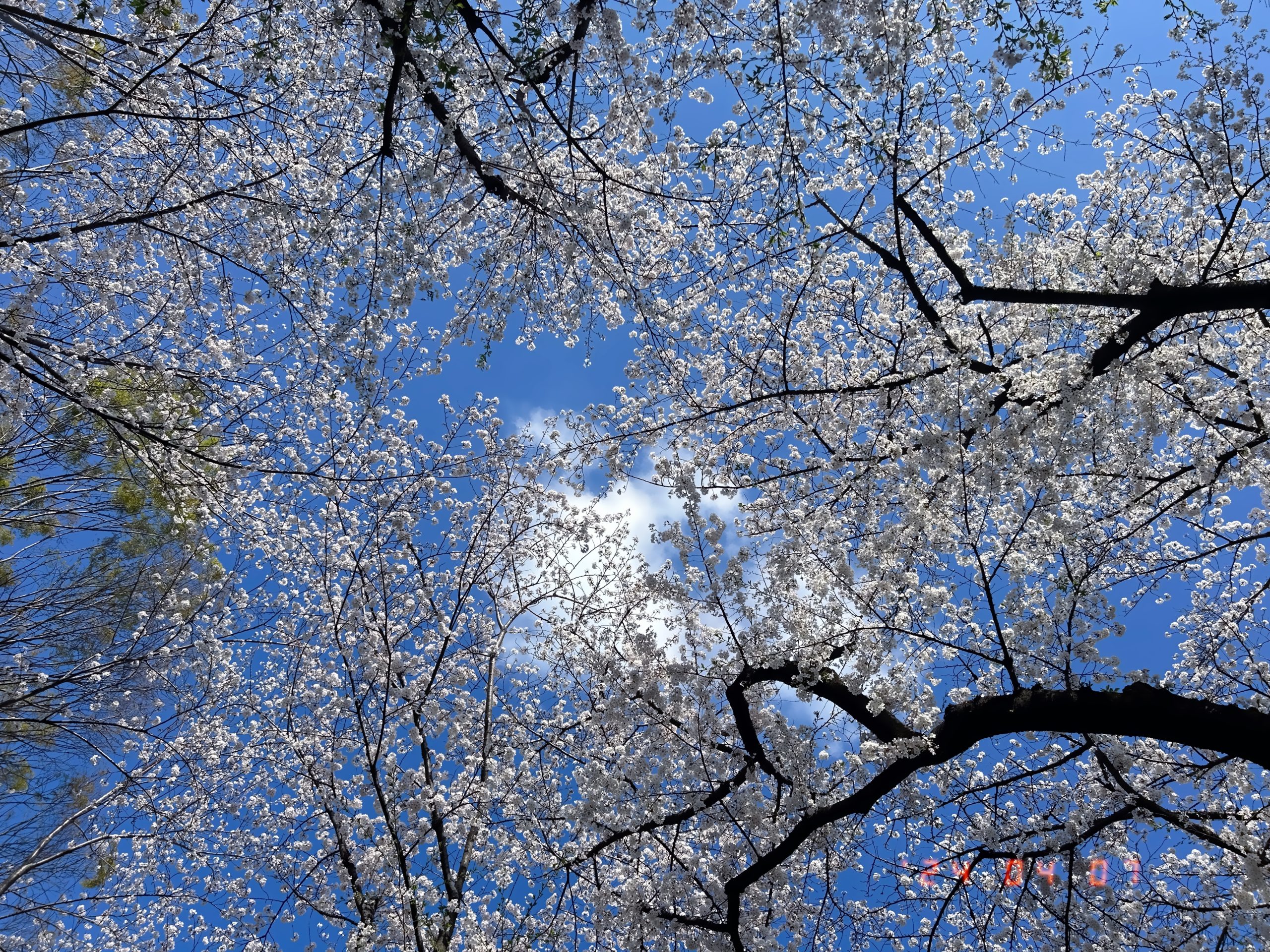 2024年4月7日、東京で見ることができた桜の写真