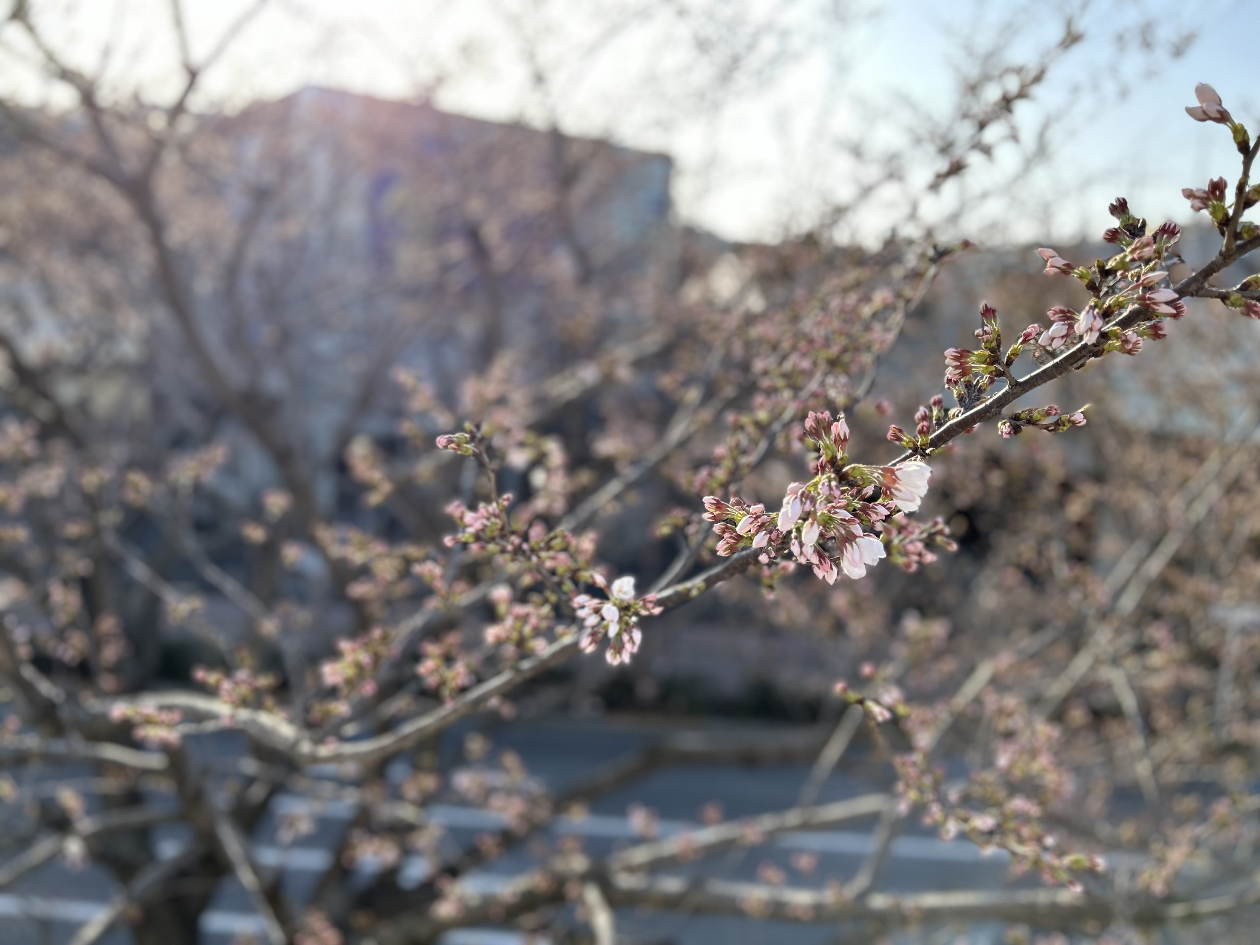 2024年の桜の写真