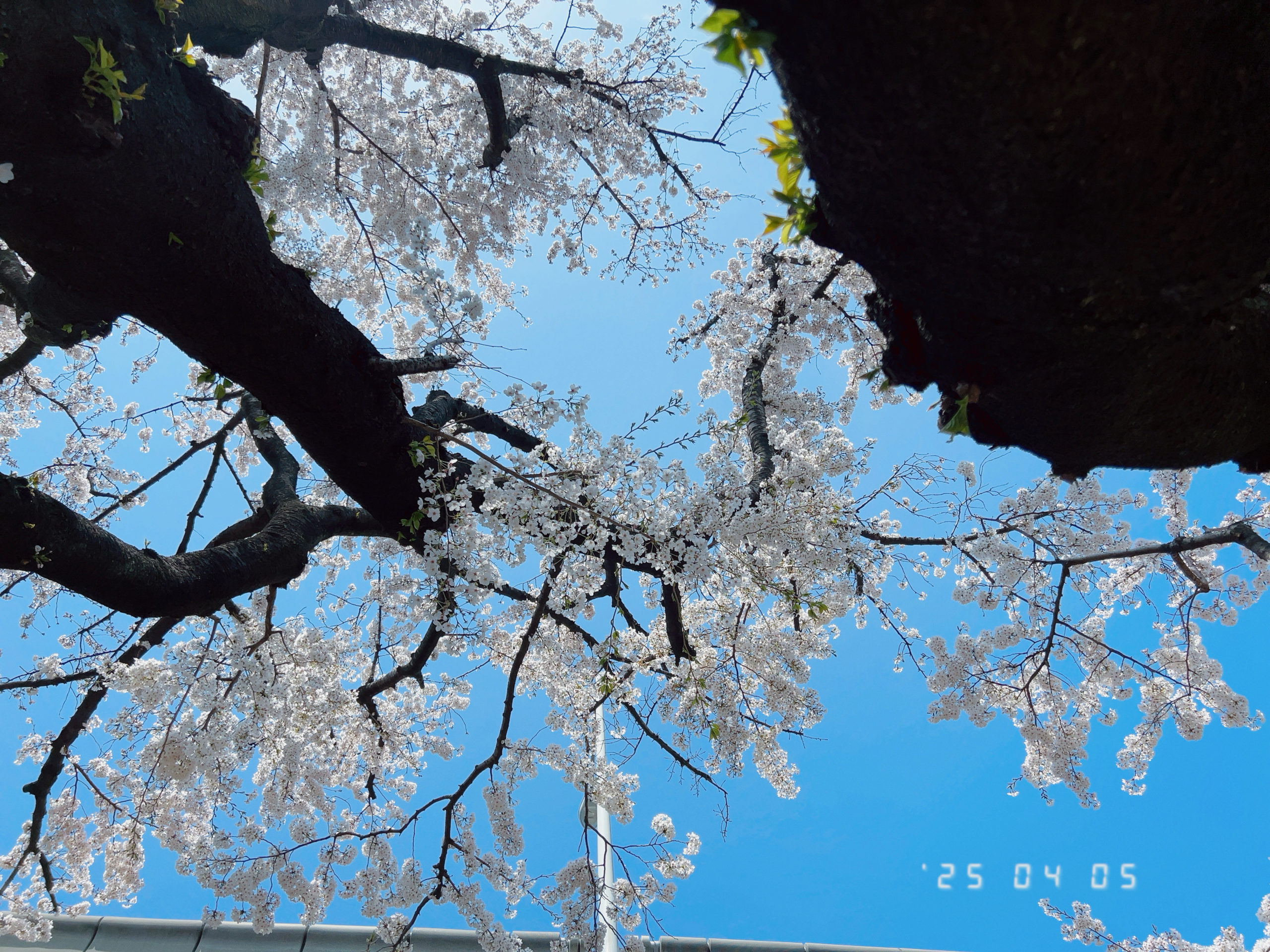 2025年4月に公園の桜の木を見上げたときの写真