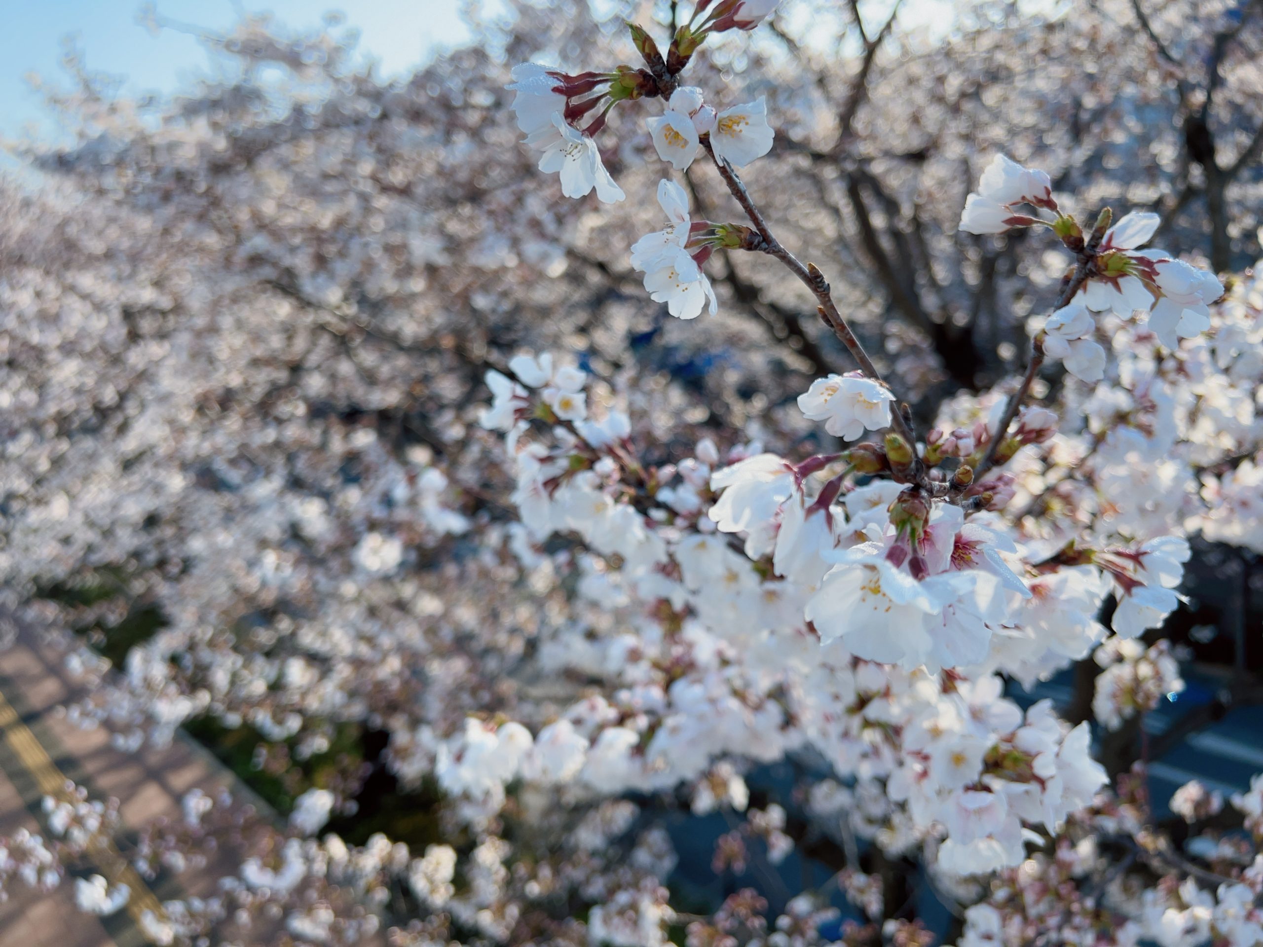 2025年4月4日の東京で撮影した桜の写真