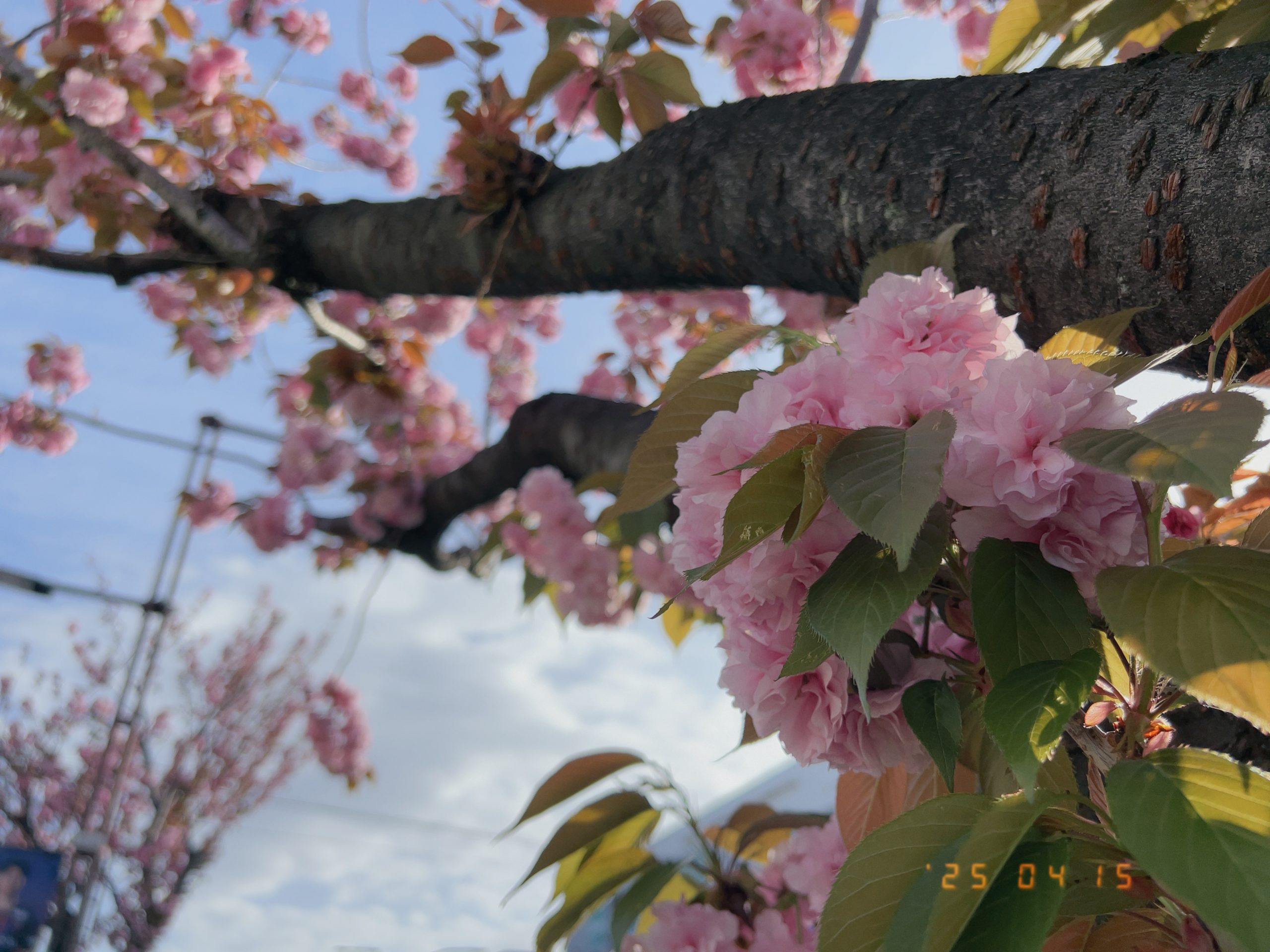 2025年4月に咲いた八重桜の写真