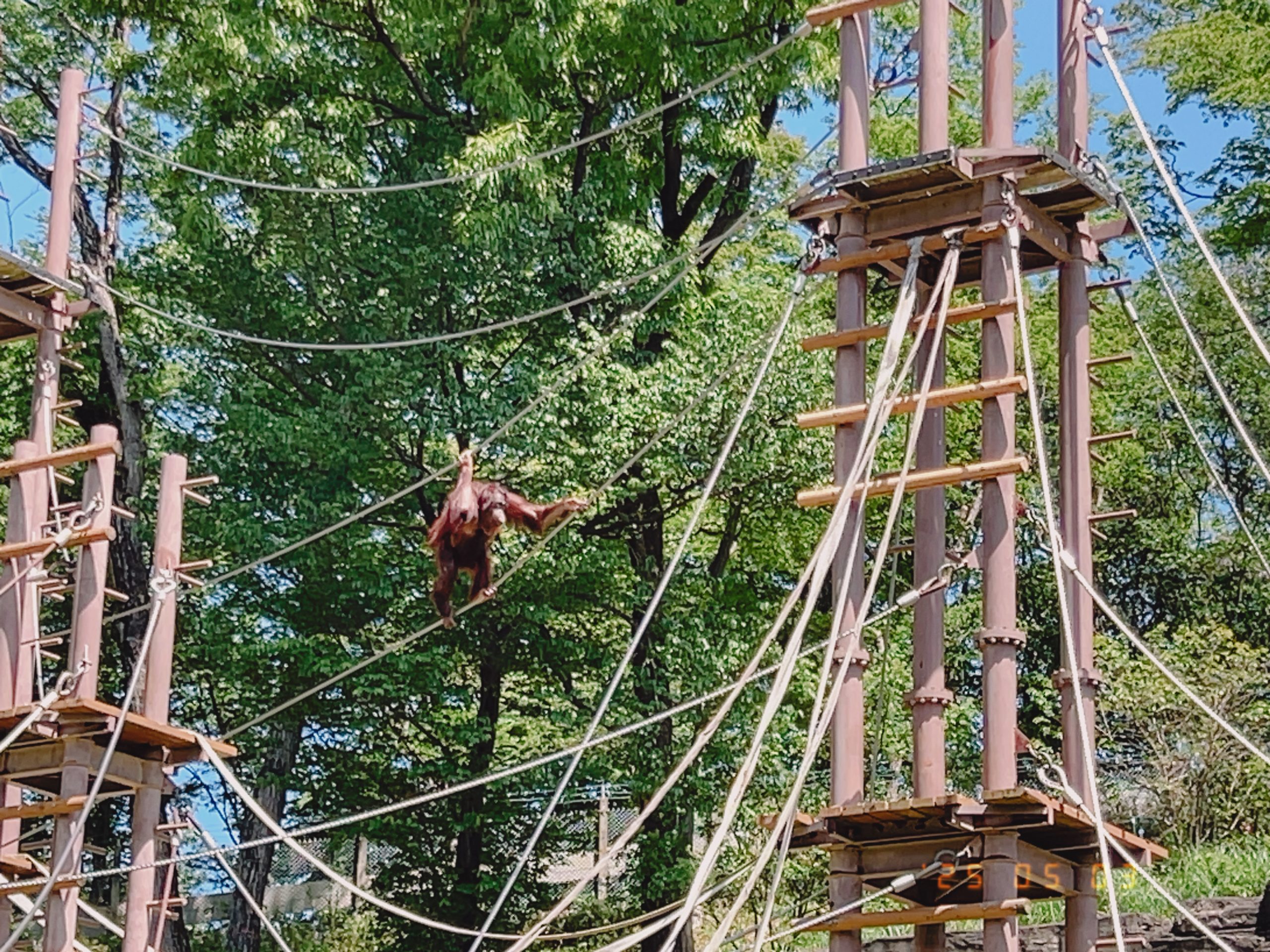 綱をつたうオランウータン