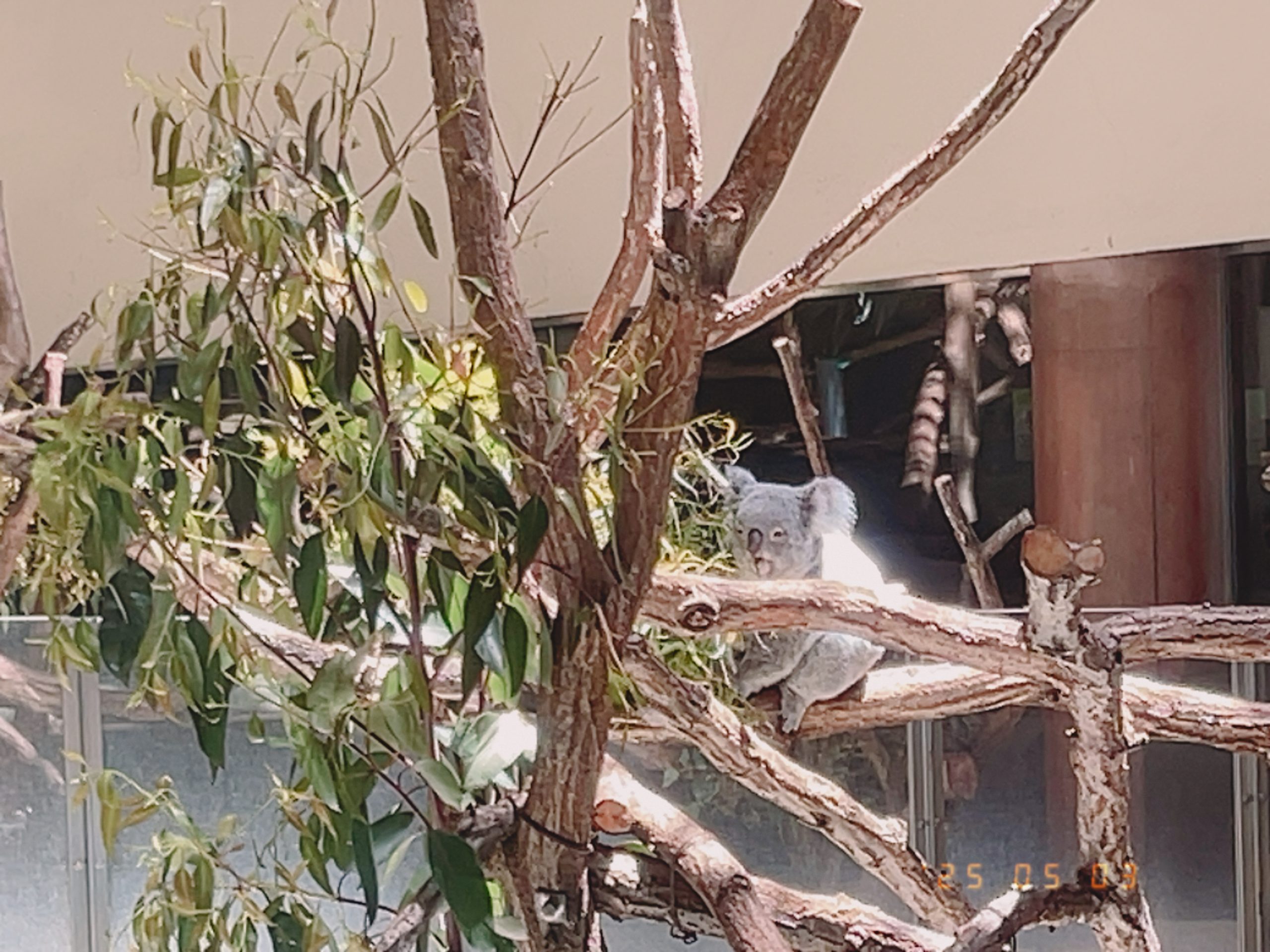 ユーカリを食べているコアラの写真