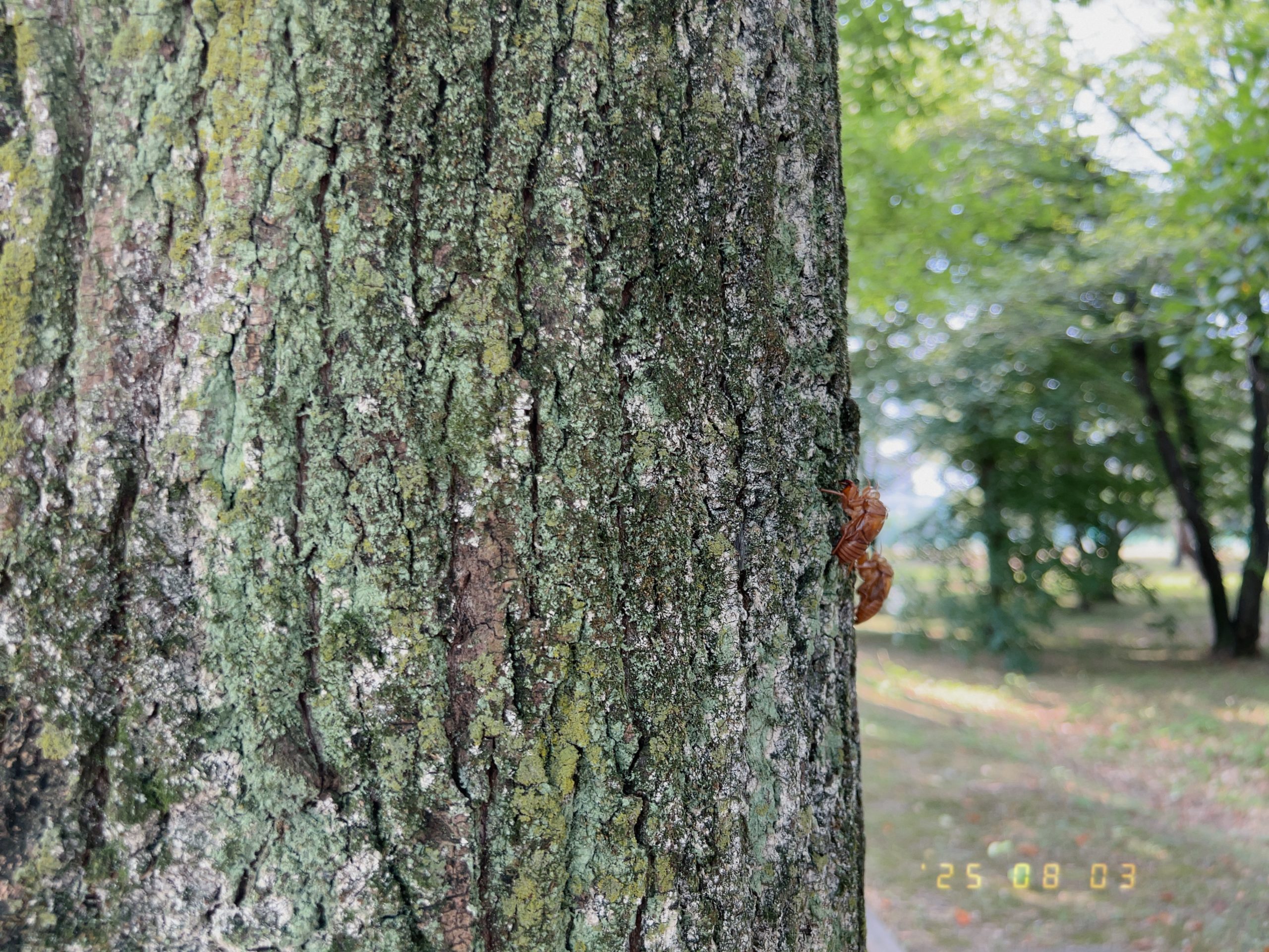木に残ったセミの抜け殻の写真