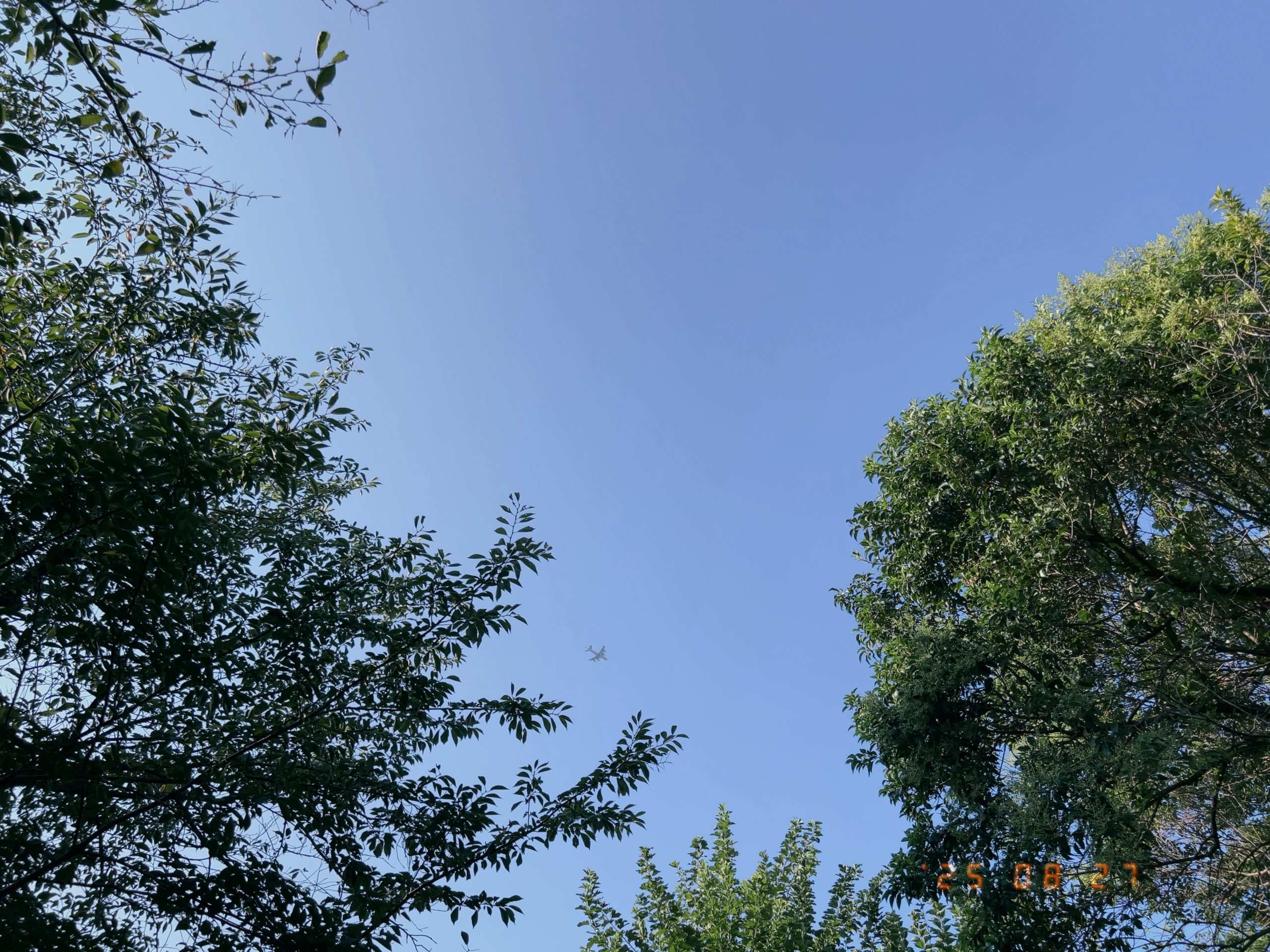 飛行機の機影の写真