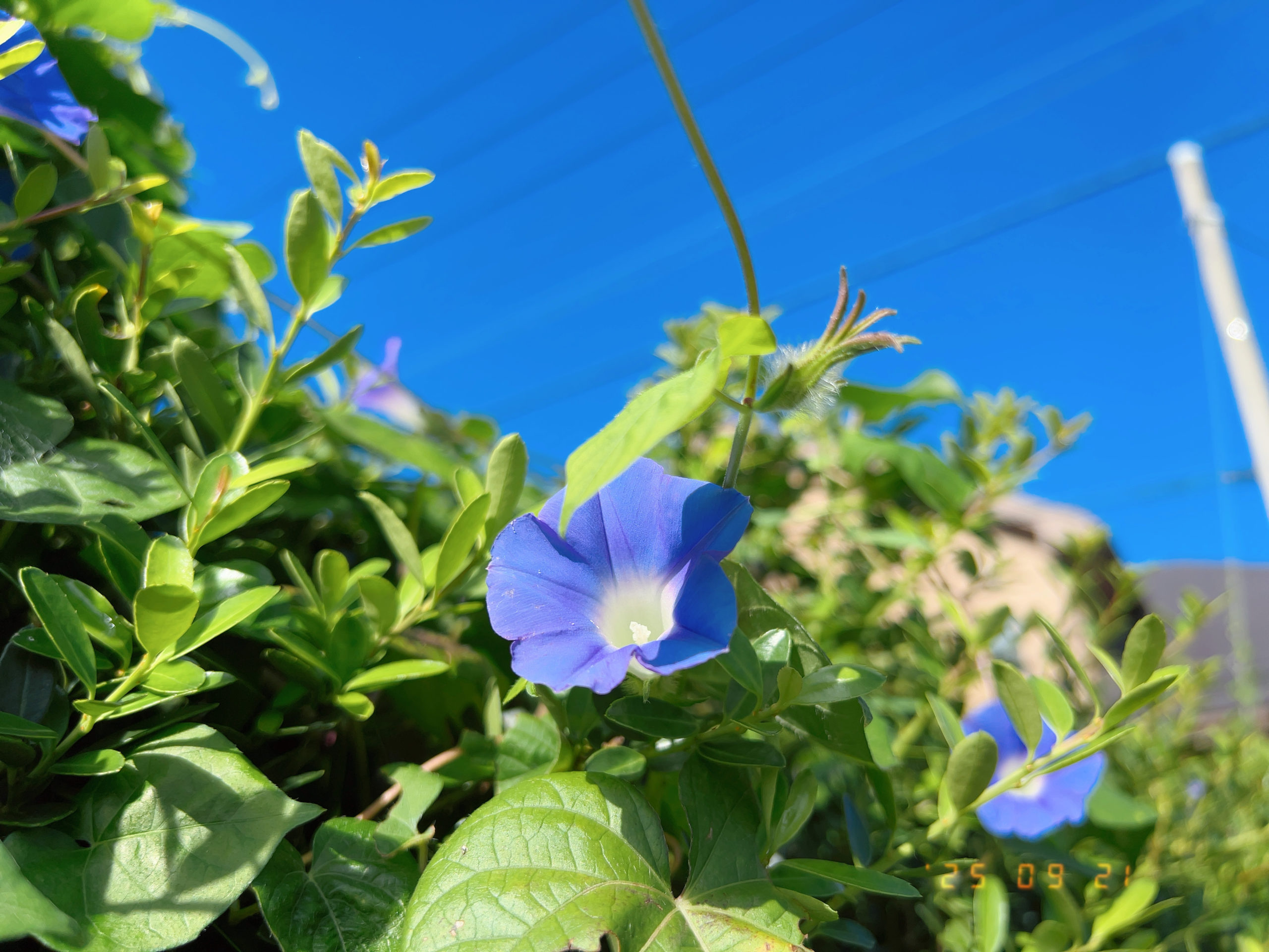 昼顔と青空の写真