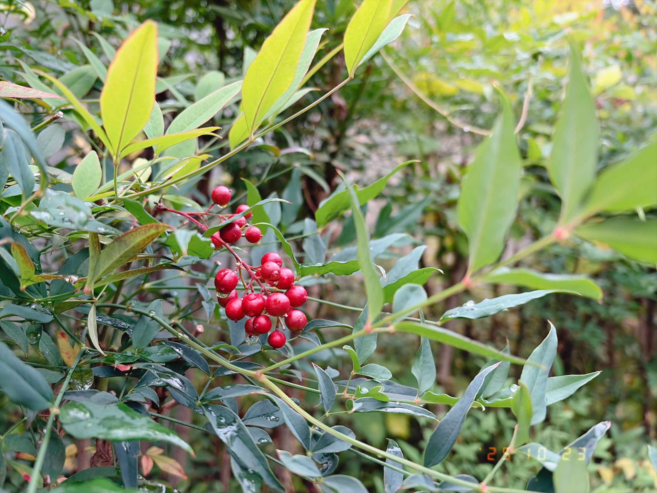 南天の実の写真