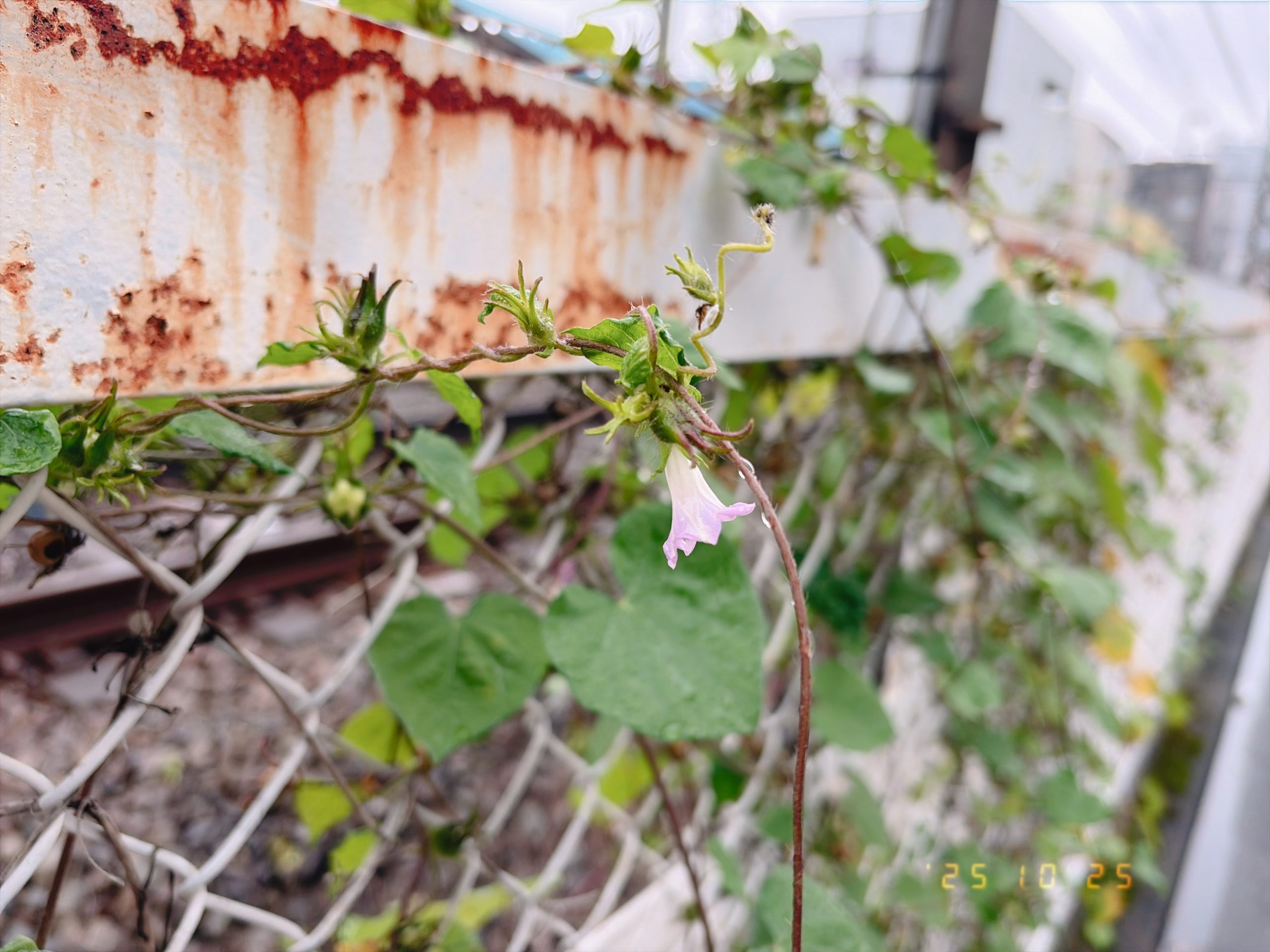 線路沿いのフェンスに咲いた昼顔の写真