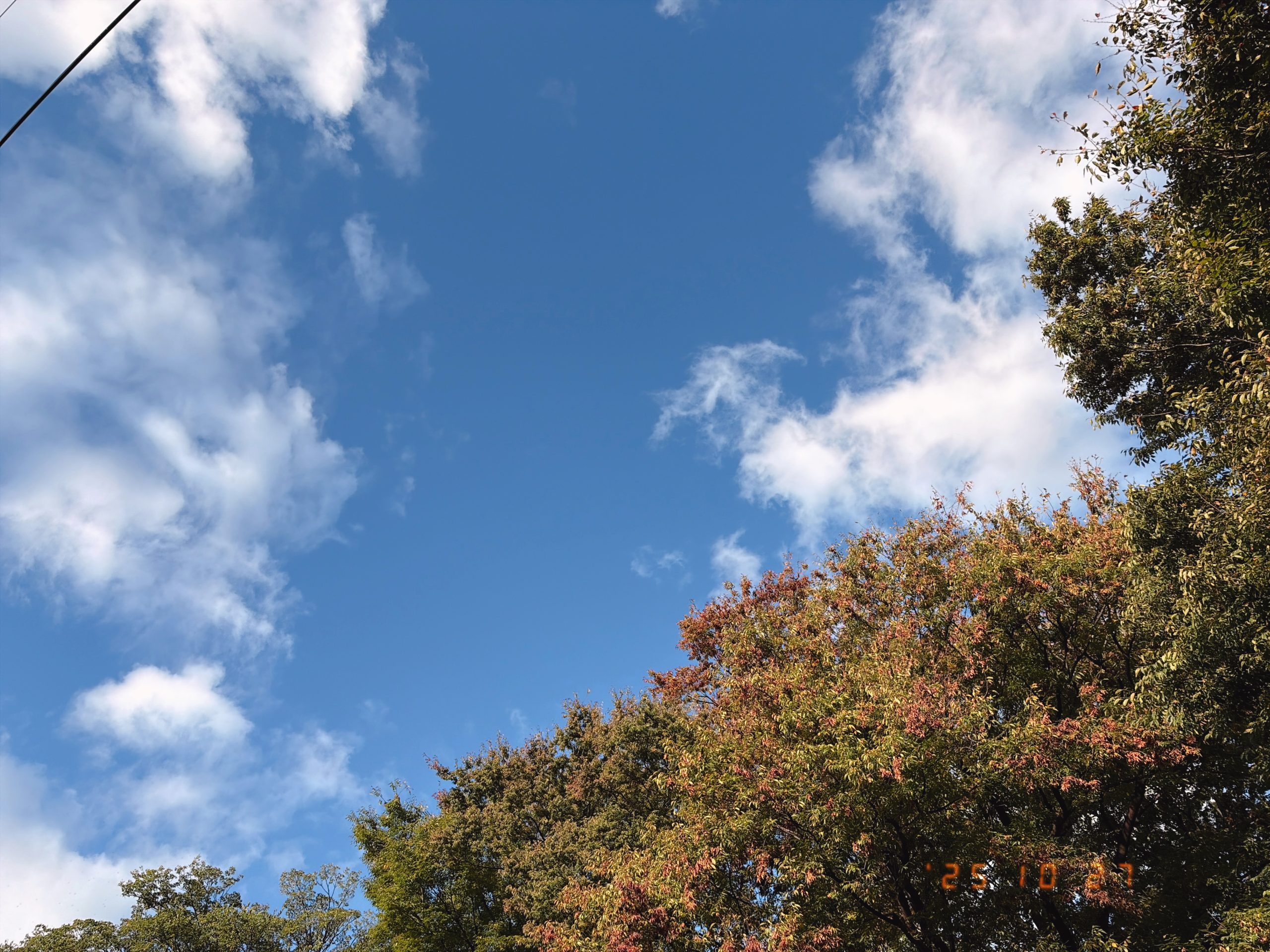 少しだけ紅葉した木の写真