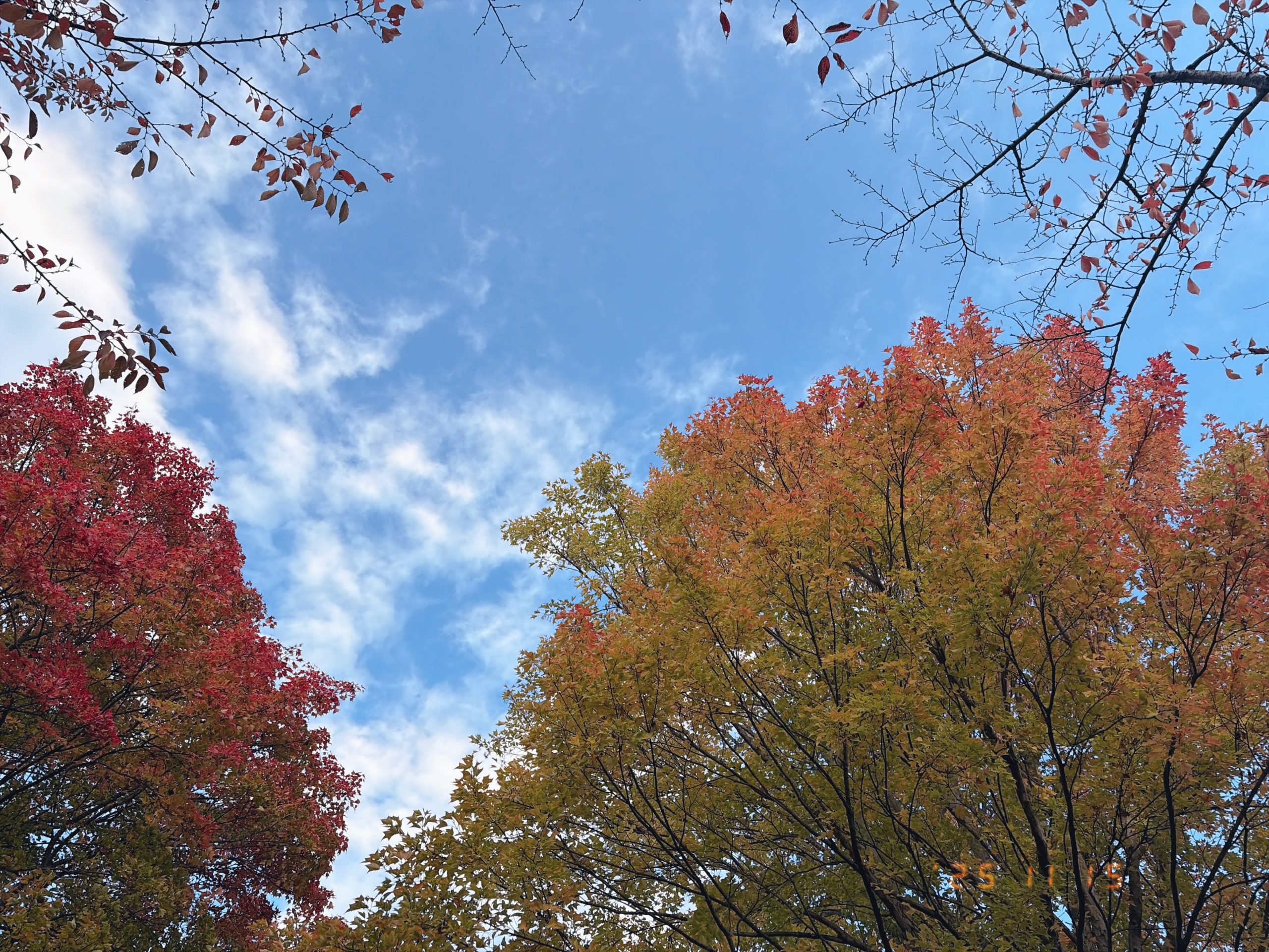 歩道を見上げたときに見えた少し紅葉した樹木