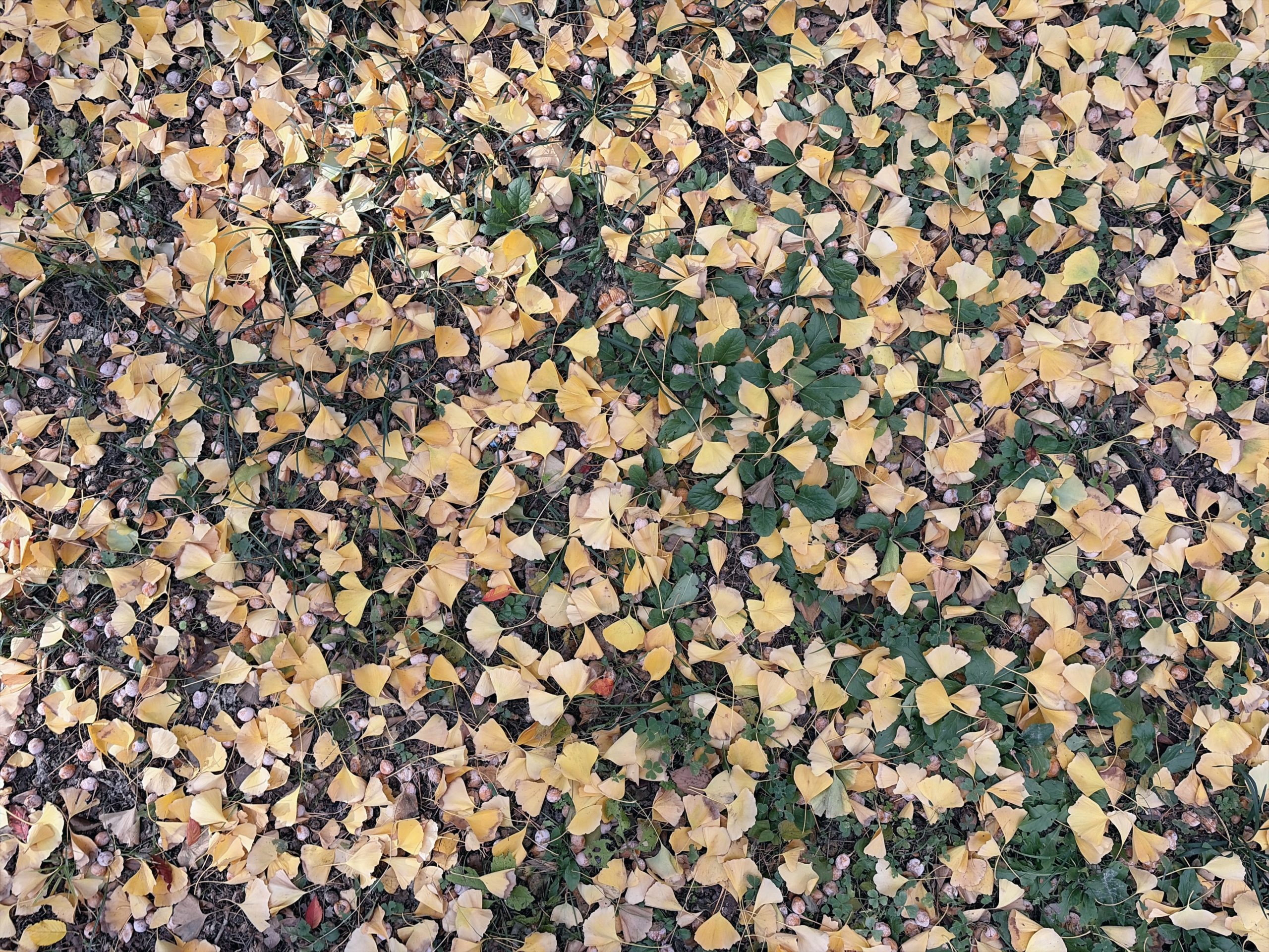 イチョウの落葉と銀杏が地面に広がっている写真