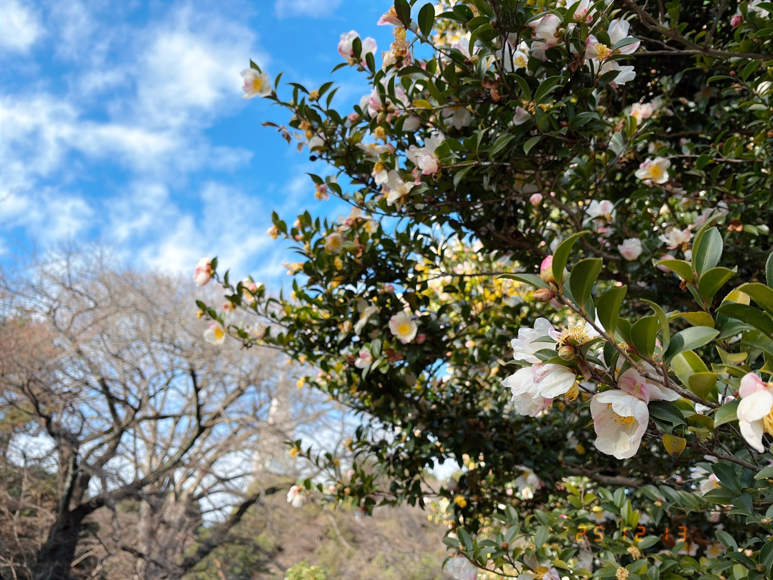 山茶花(サザンカ)の写真