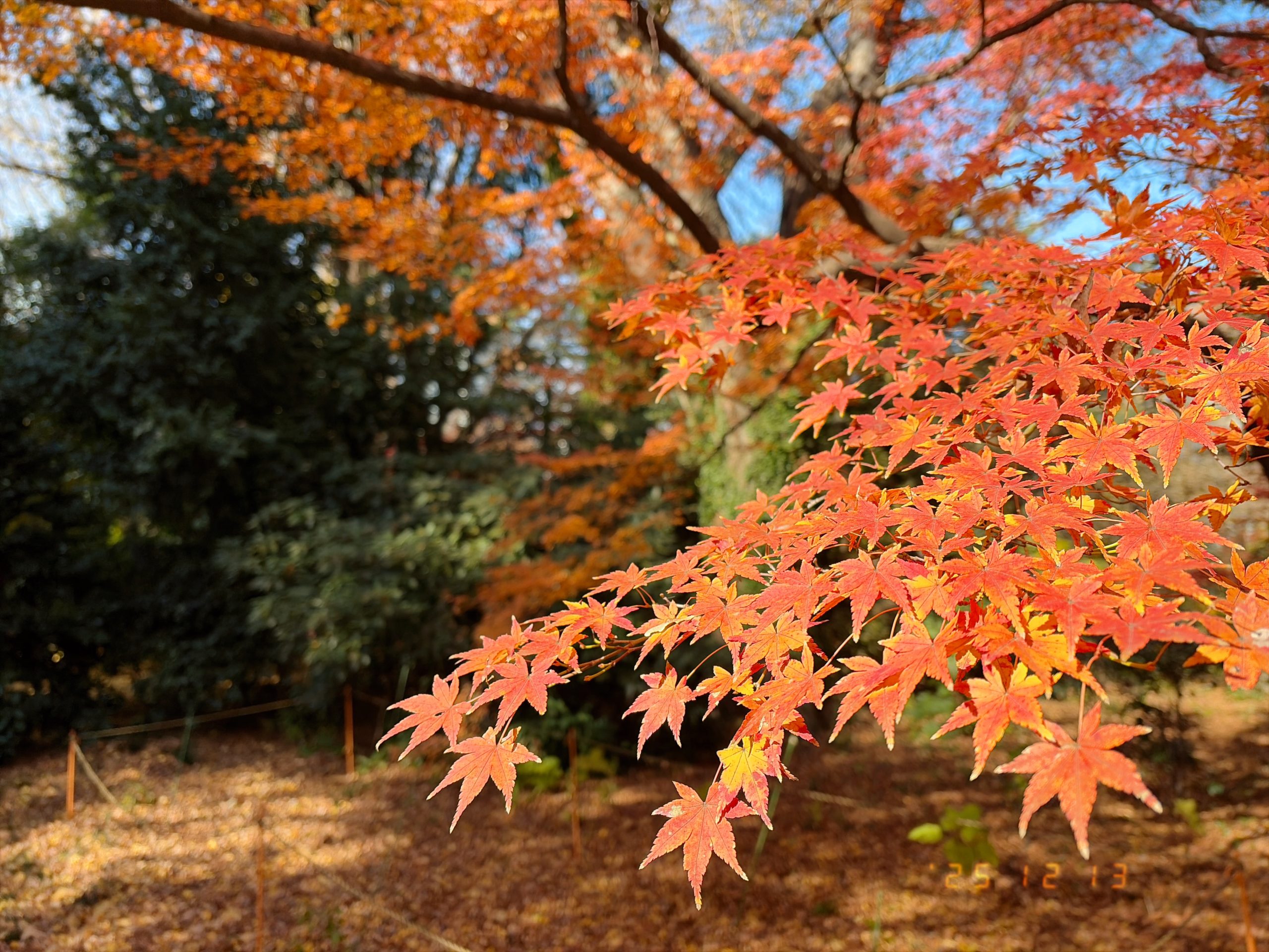新宿御苑内の紅葉の写真