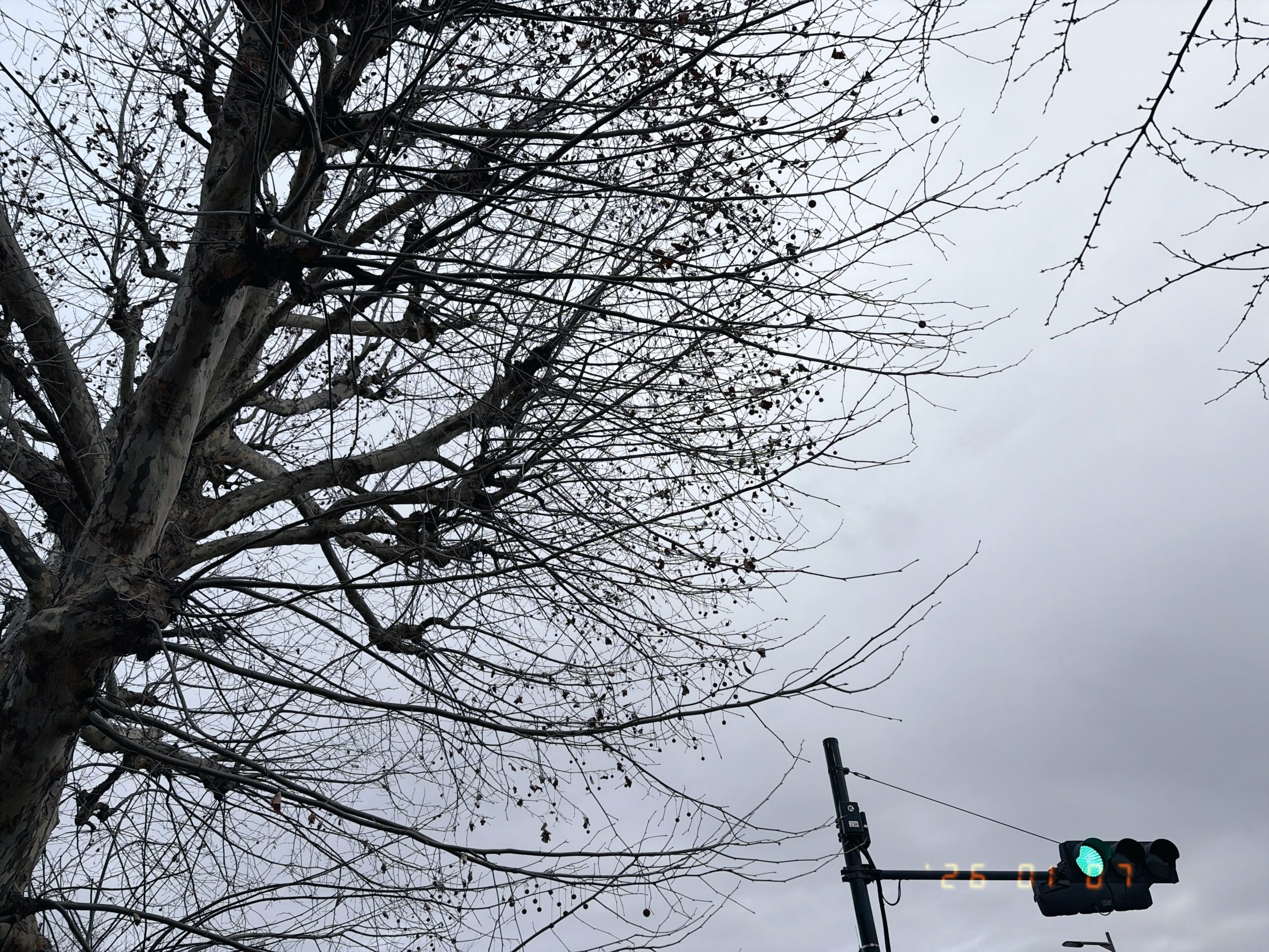 枯れ木と信号と寒空