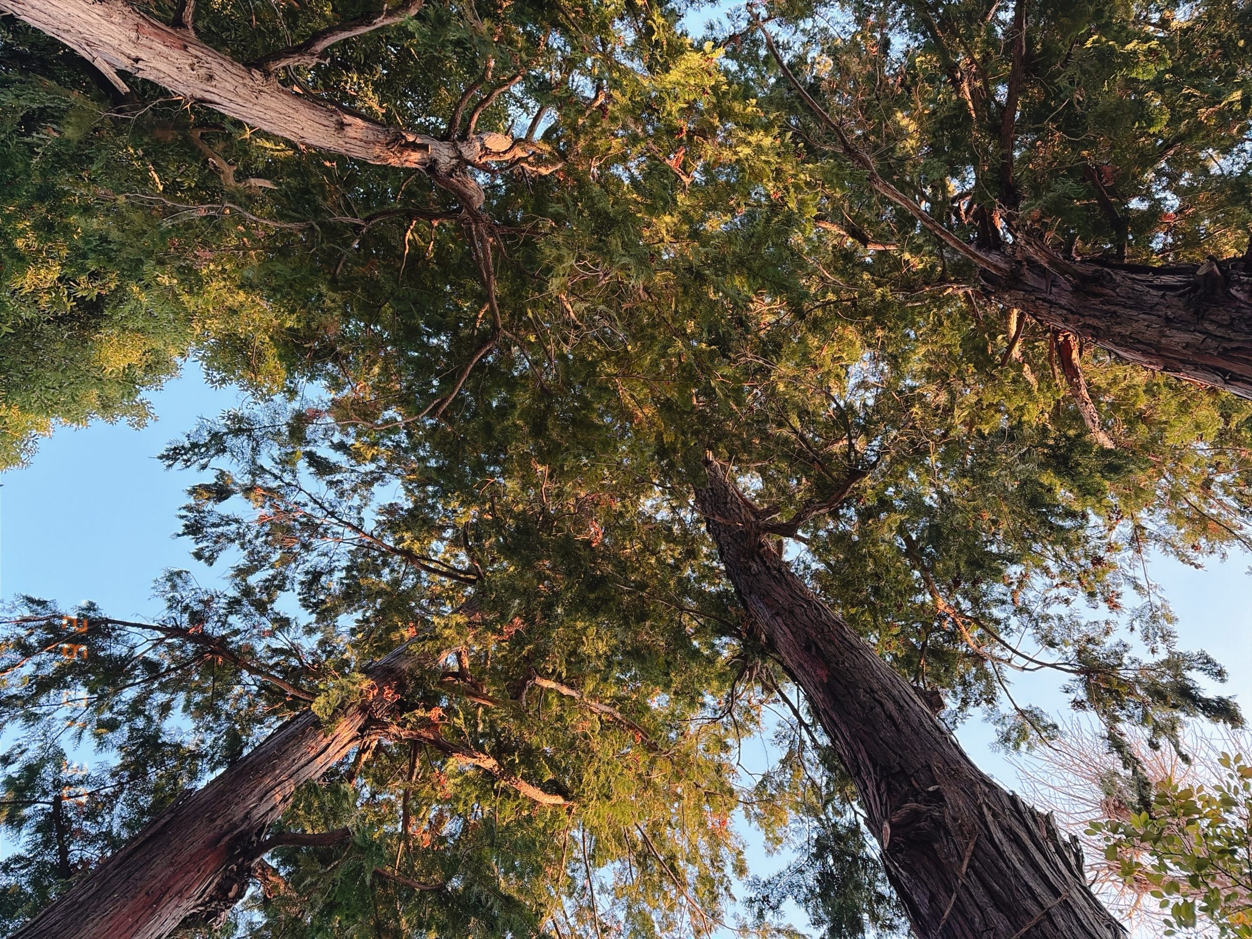 神社境内の大きな木を見上げた写真