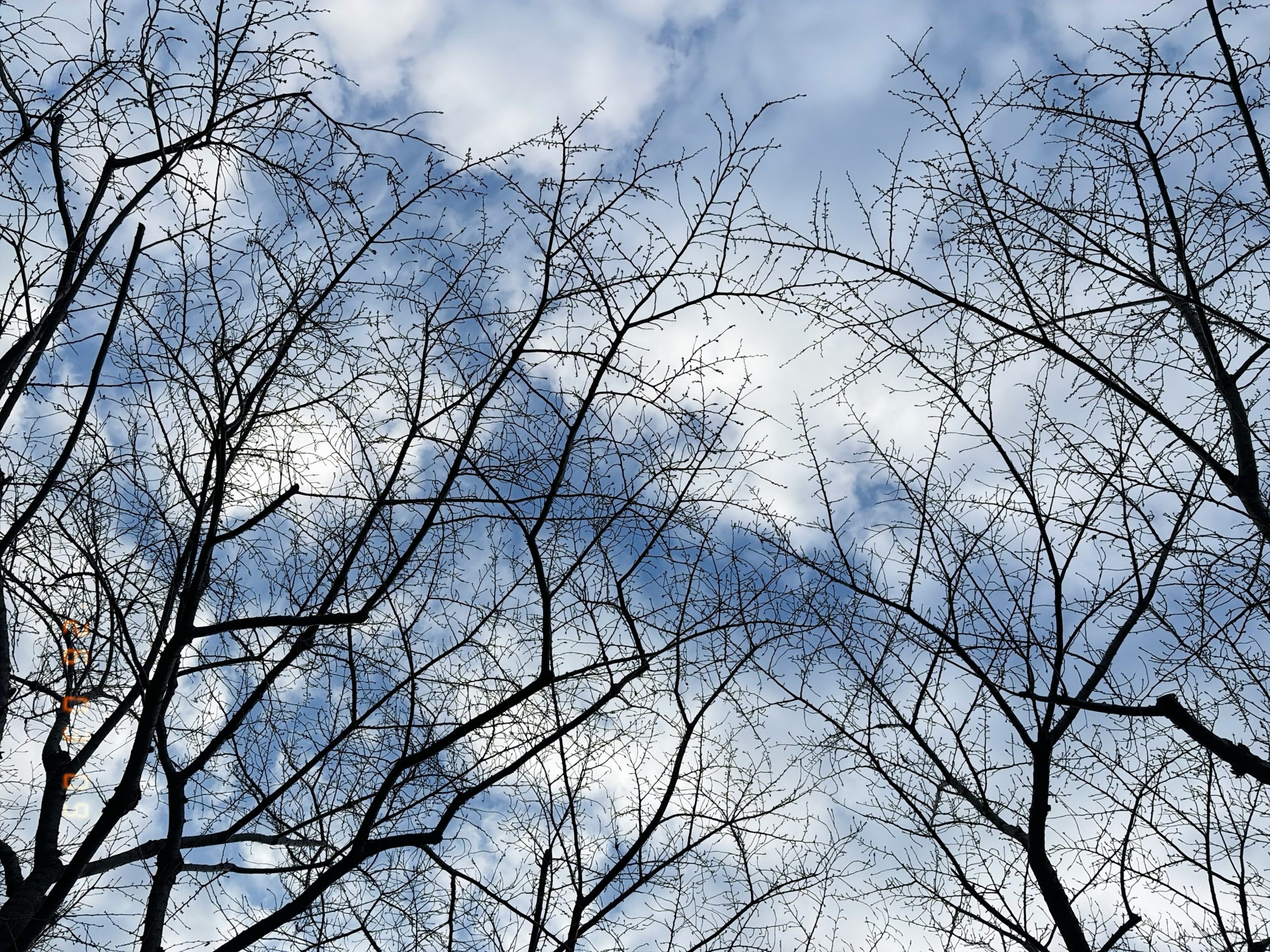 散歩道の桜並木と今朝の空の写真