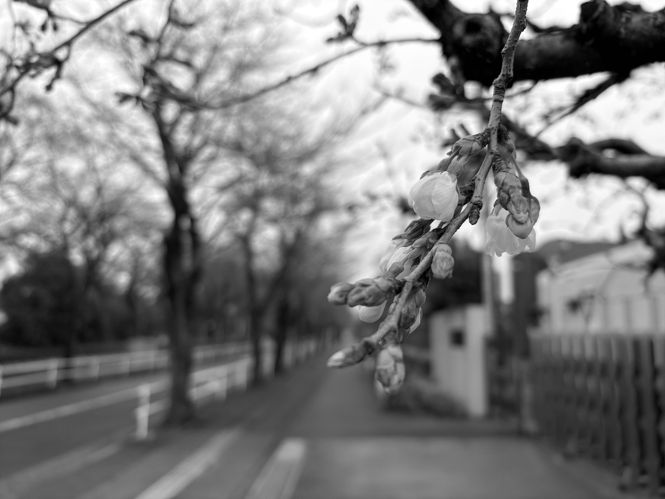 桜の蕾のモノクロ写真(2026年3月20日撮影)