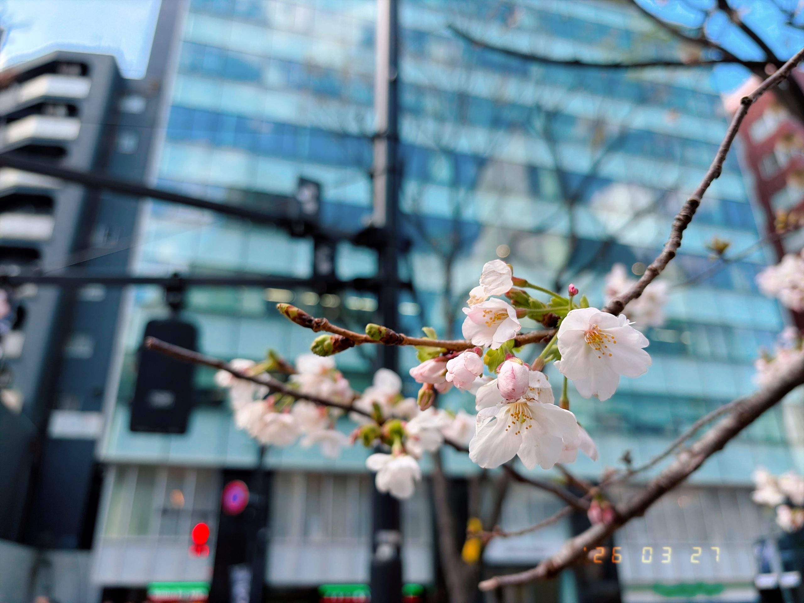渋谷・道玄坂の桜の写真(2026年3月27日撮影)