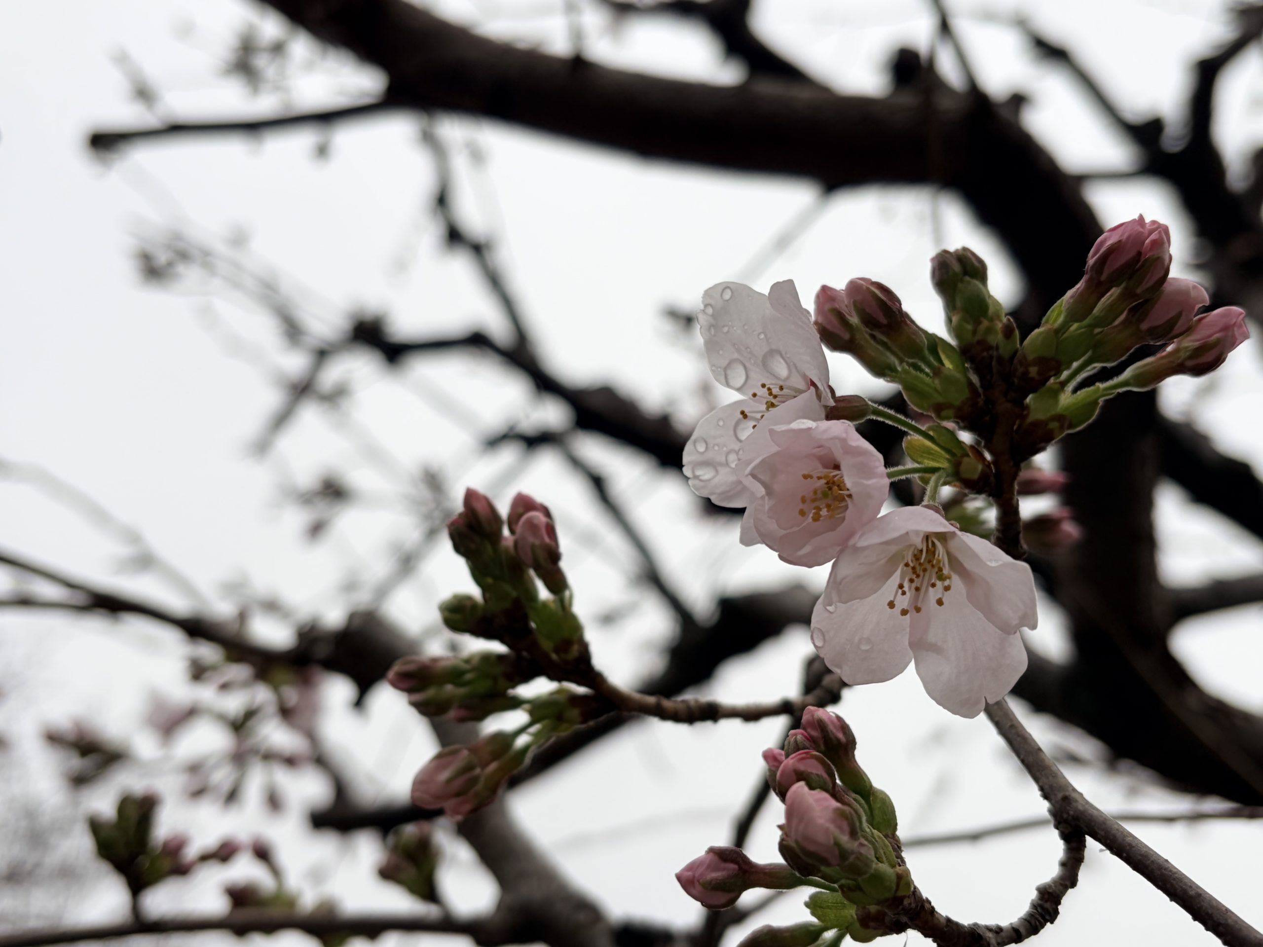 雨上がりの桜の花の写真