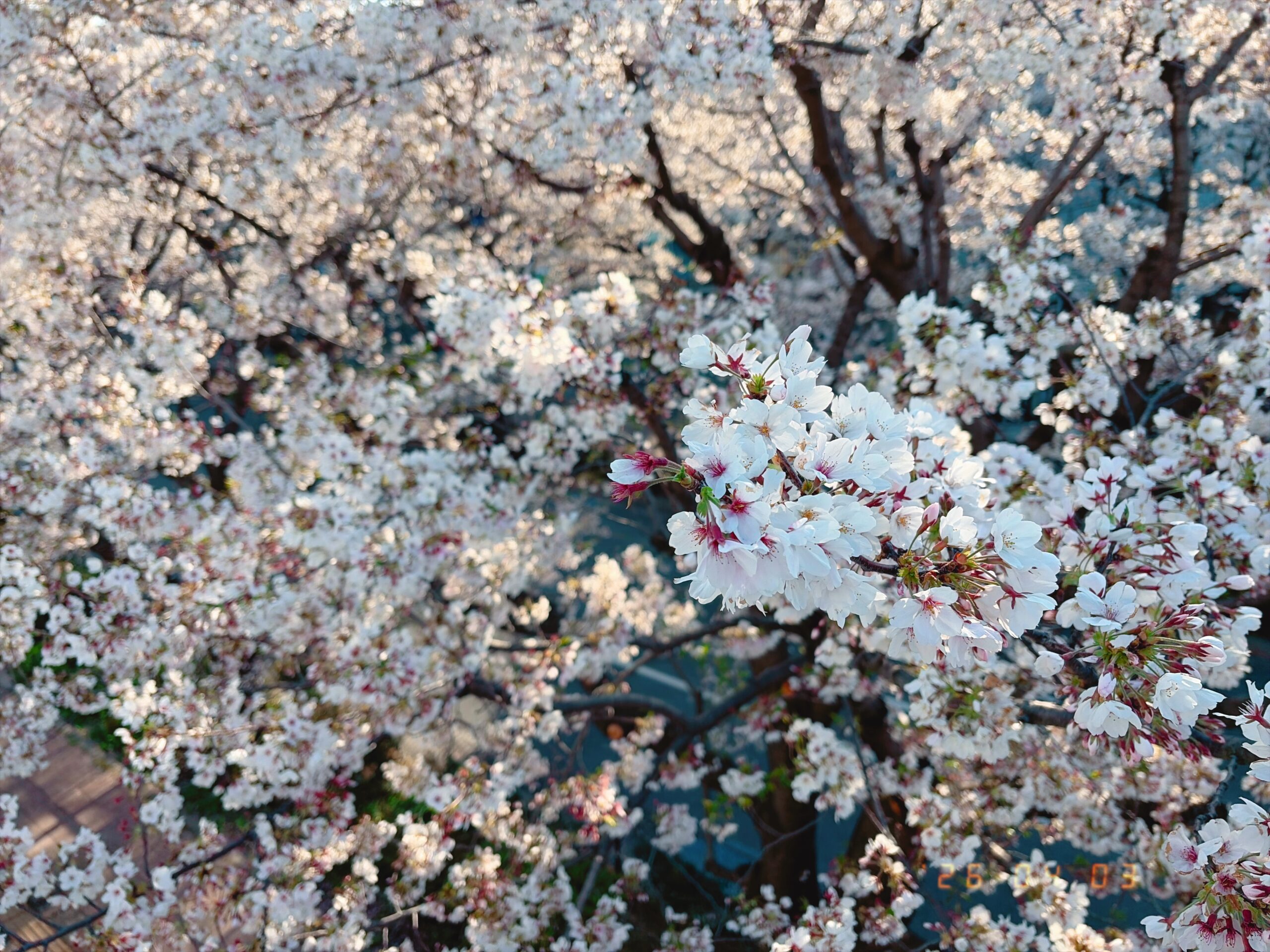 2026年4月の東京で見ることができた満開の桜の写真