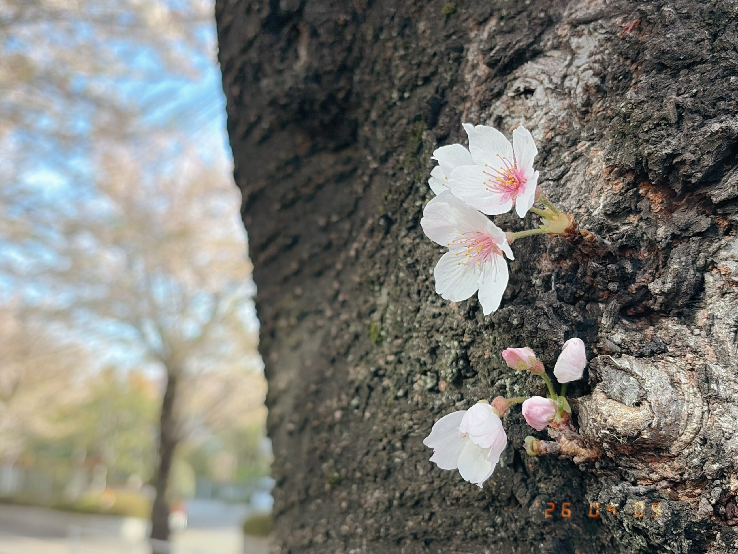 大分葉桜になった中で木の幹に咲いていた桜の花の写真